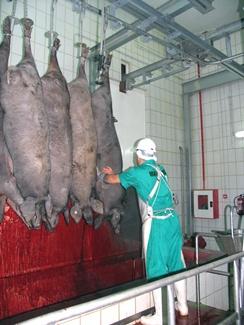 cuba-de-sangrado-turra vertical-bleeding