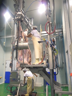 cattle-white-offal-platform