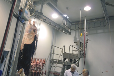 cattle-transfer-platform